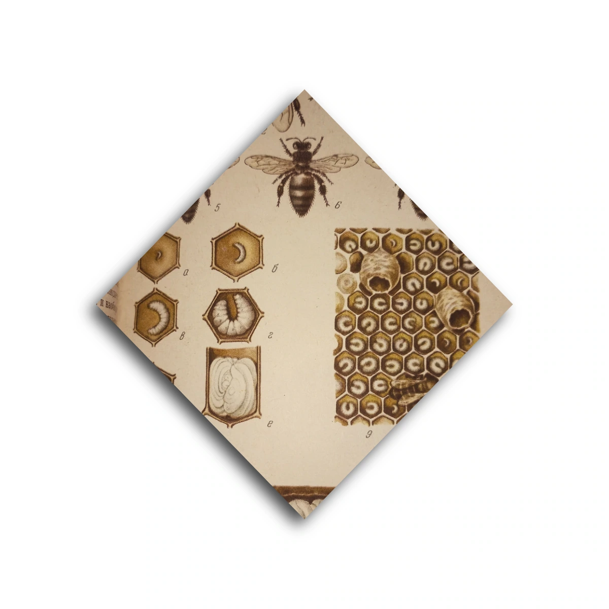 Весняні роботи на пасіці та правила поводження з бджолами: за Г. А. Аветисяном